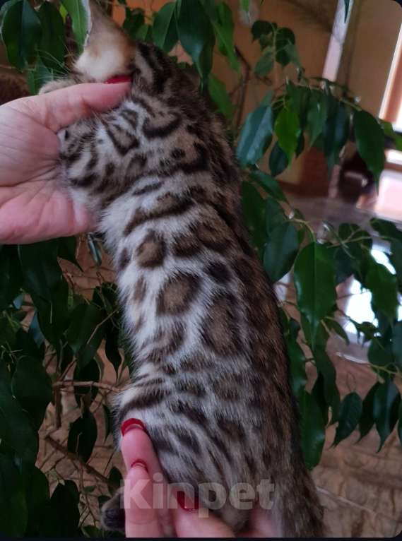 Кошки в Симферополе: Бенгальская девочка  Девочка, 60 000 руб. - фото 3
