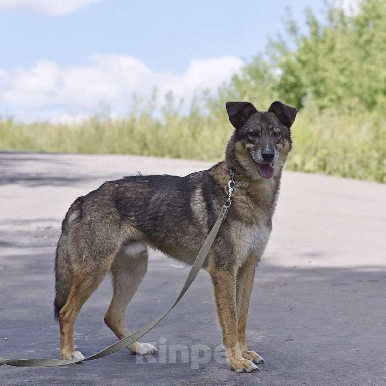 Собаки в Москве: 😌Мечтательный друг Тобик  Мальчик, Бесплатно - фото 1