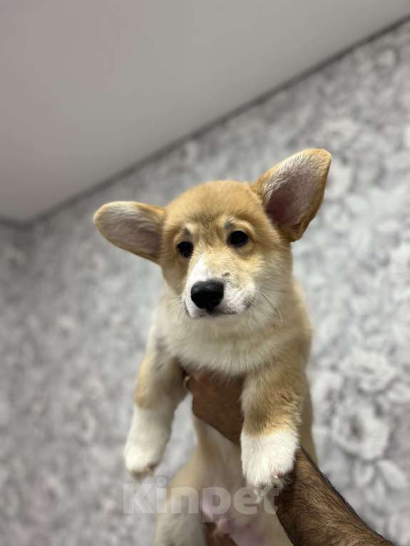 Собаки в Москве: Щенок Корги пемброк  Мальчик, 35 000 руб. - фото 6