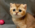 Кошки в Владимире: Шотландский прямоухий котёнок Мальчик, 45 000 руб. - фото 3