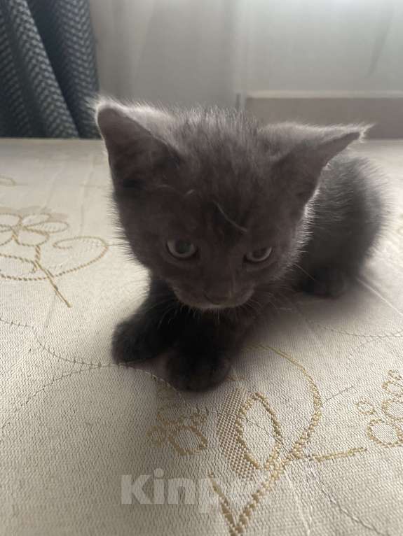 Кошки в Красноярске: Голубая или серенькая девочка Девочка, 1 000 руб. - фото 2