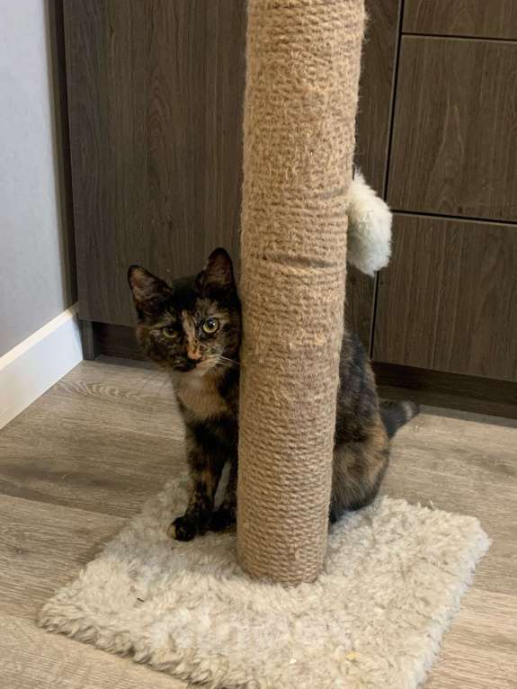 Кошки в Санкт-Петербурге: Марфуша Девочка, Бесплатно - фото 3