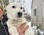 Собаки в Москве: В добрые руки белый щенок Мальчик, Бесплатно - фото 1