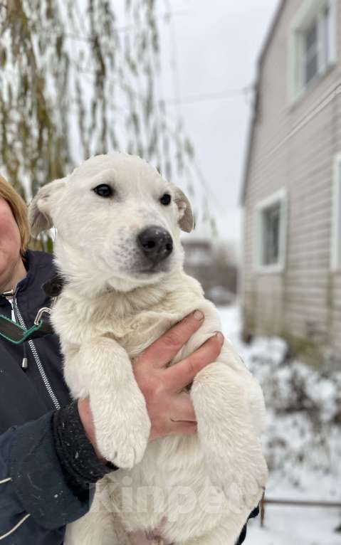 Собаки в Москве: В добрые руки белый щенок Мальчик, Бесплатно - фото 1