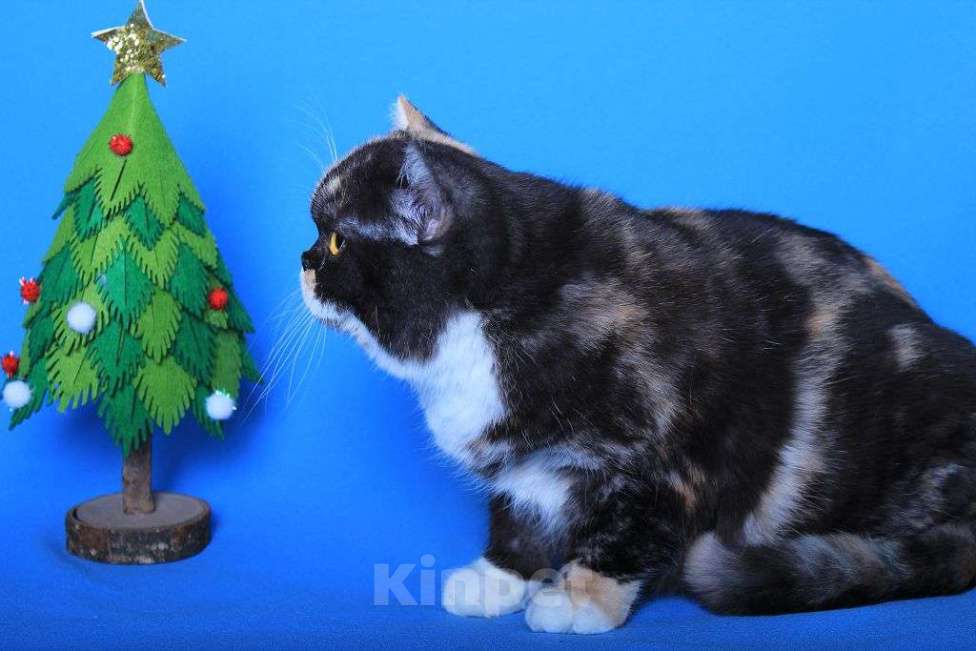 Кошки в Москве: Американская короткошерстная в дар Девочка, 1 руб. - фото 3