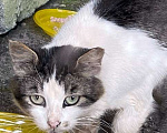 Кошки в Москве: Котик Мурзик, потерявший хозяйку, ищет дом и доброе сердце Мальчик, Бесплатно - фото 2