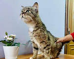 Кошки в Кувшиново: Стерилизованная и привитая красавица в дар, Бесплатно - фото 7
