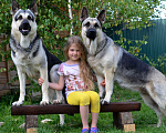 Собаки в Москве: Шикарные щенки восточноевропейской овчарки, 40 000 руб. - фото 1