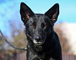 Собаки в Москве: Ника – молодая черная красавица, ищет дом! Девочка, Бесплатно - фото 3