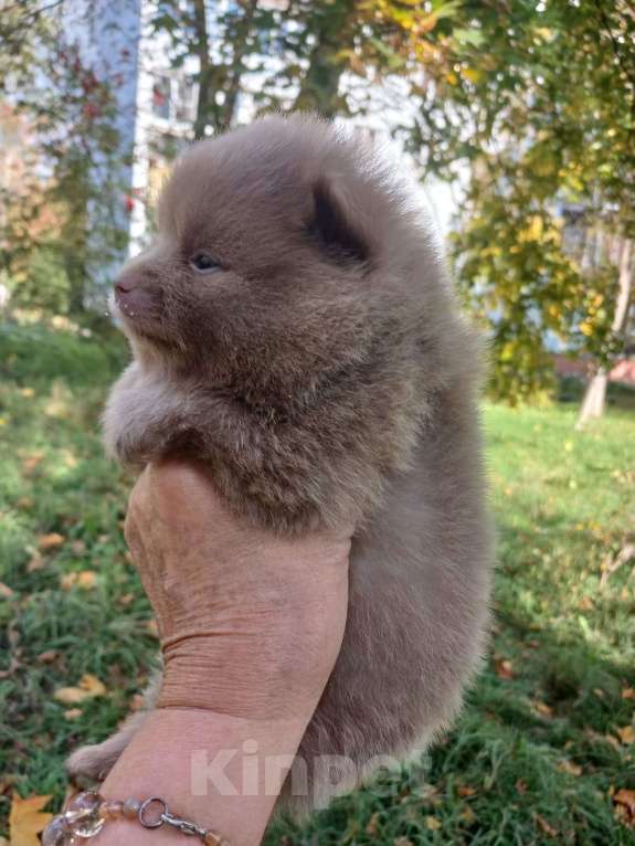 Собаки в Нижнем Новгороде: лиловая девочка Девочка, 30 000 руб. - фото 2