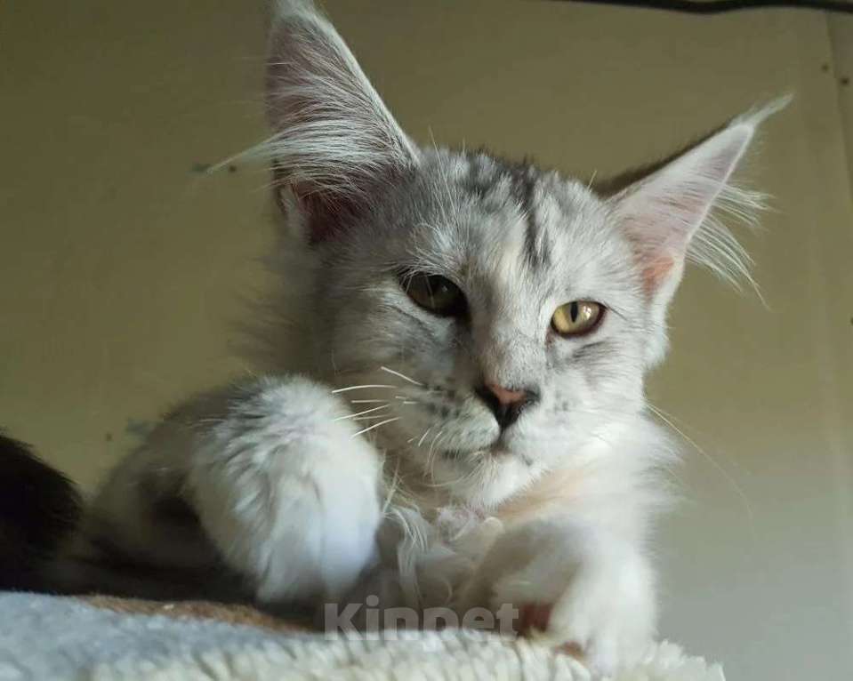 Кошки в Москве: Красивенные Мейн кун Девочка, 18 000 руб. - фото 1