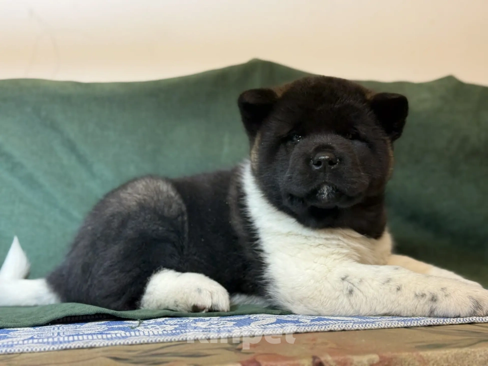 Собаки в Стерлитамаке: щенки Американской Акиты Мальчик, 50 000 руб. - фото 1