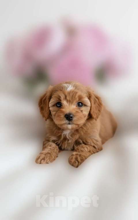 Собаки в Москве: Мальтипу F1 премиум мини Мальчик, 100 000 руб. - фото 1