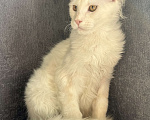 Кошки в Омске: Котята Мейн Кун с документами Мальчик, 35 000 руб. - фото 2