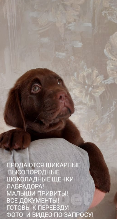 Собаки в Москве: Щенки лабрадора Девочка, 30 000 руб. - фото 1