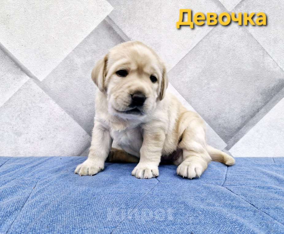 Собаки в Новокузнецке: Щенки Лабрадора РКФ  Девочка, 60 000 руб. - фото 3