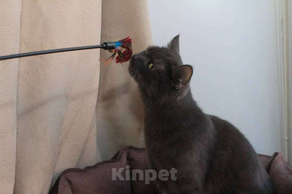 Кошки в Москве: МАЛЬВИНА — дымчатая кошечка с любящим сердцем 💙 Девочка, Бесплатно - фото 3