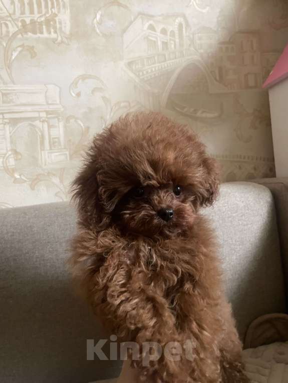 Собаки в Геленджике: Тедди пудель Китай 🇨🇳  Девочка, 380 000 руб. - фото 5