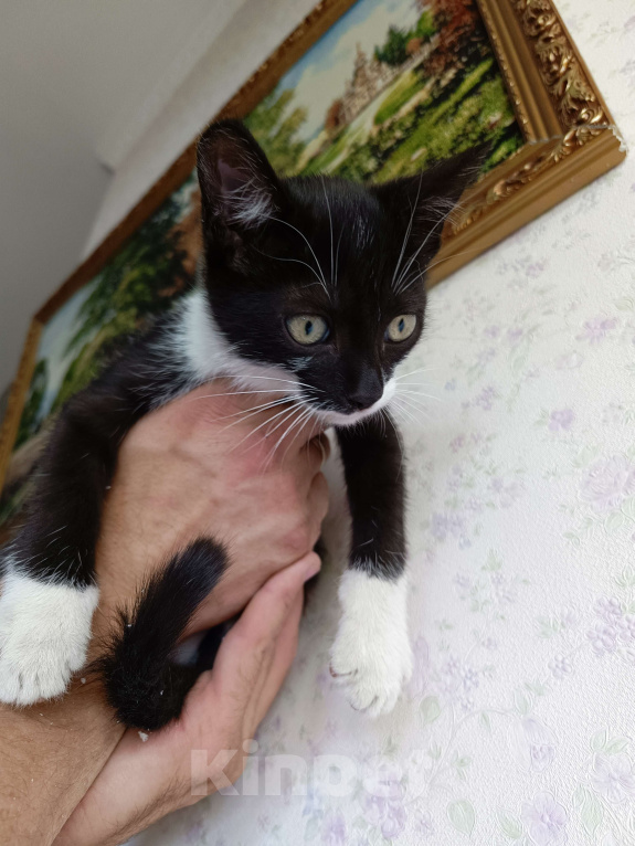 Кошки в Ставрополе: Кошечка котенок 2.5 месяца в добрые руки Девочка, Бесплатно - фото 3
