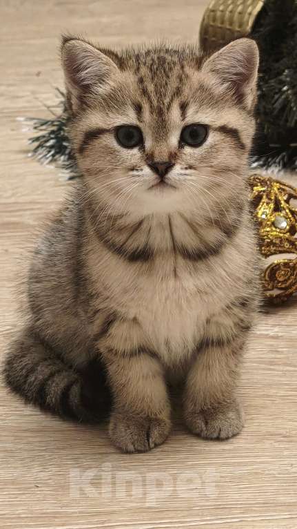 Кошки в Санкт-Петербурге: КОМОЧЕК Счастья  Девочка, 22 500 руб. - фото 2