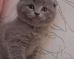 Кошки в Кондрово: Животные Девочка, 10 руб. - фото 1