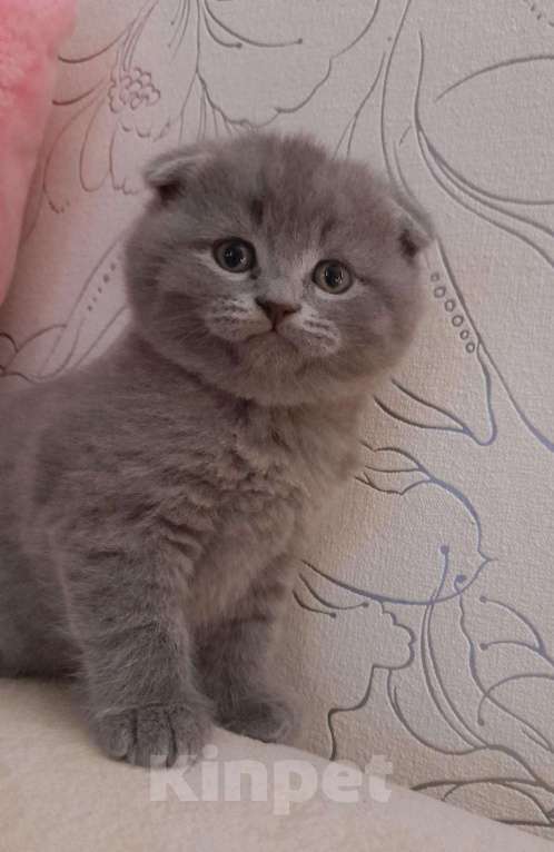 Кошки в Кондрово: Животные Девочка, 10 руб. - фото 1