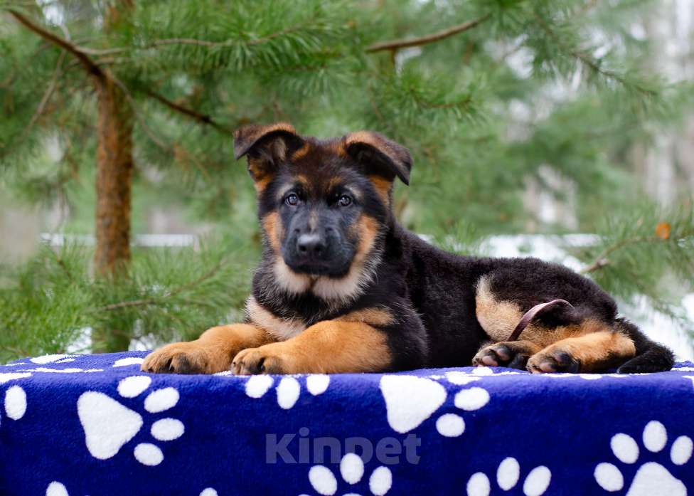 Собаки в других городах Московской области: Мальчик топ класса  Мальчик, 70 000 руб. - фото 3