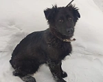 Собаки в Серове: Щенок немецкой овчарки Мальчик, Бесплатно - фото 4