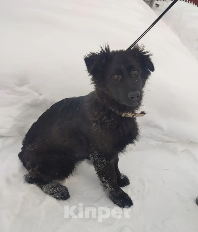 Собаки в Серове: Щенок немецкой овчарки Мальчик, Бесплатно - фото 4