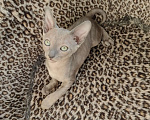 Кошки в Смоленске: Бархатные котята Девочка, 35 000 руб. - фото 3