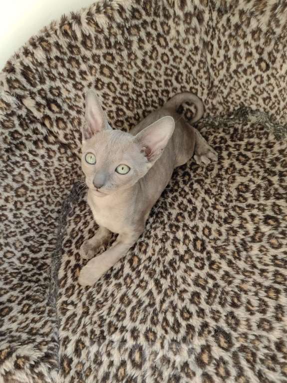 Кошки в Смоленске: Бархатные котята Девочка, 35 000 руб. - фото 3