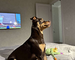 Собаки в Сочи: Той терьер 1 год в добрые руки Мальчик, Бесплатно - фото 4