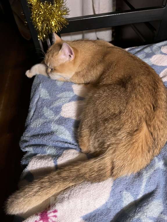 Кошки в Подольске: Золотая британская шиншилла Девочка, 50 000 руб. - фото 4