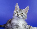 Кошки в Москве: Котенок Мейн Кун Мальчик, 1 000 руб. - фото 1