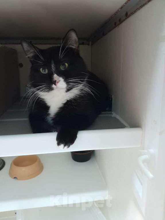 Кошки в Москве: Пончик ищет дом Мальчик, Бесплатно - фото 2