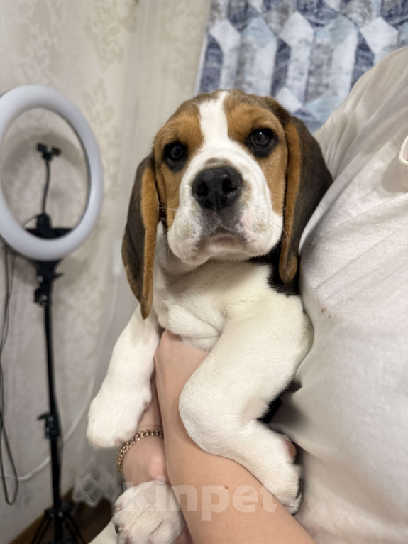 Собаки в Оренбурге: Продам доброго щенка Мальчик, 25 000 руб. - фото 2