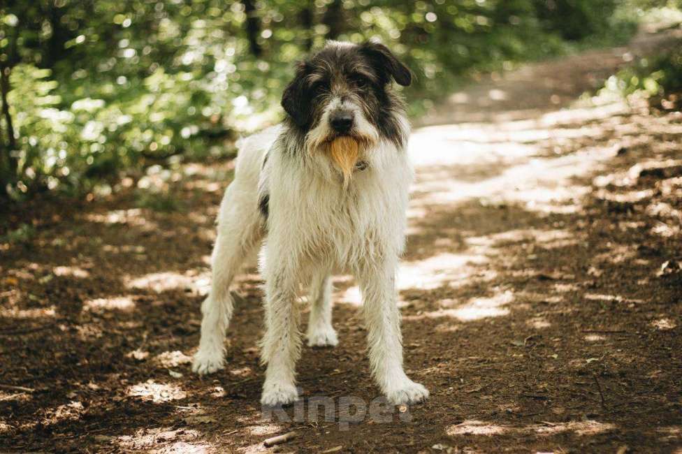 Собаки в Москве: Барди ищет дом Мальчик, Бесплатно - фото 4