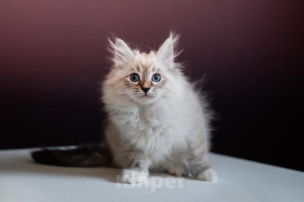 Кошки в Москве: Berta Narlinna Невская маскарадная котенок Девочка, 70 000 руб. - фото 4