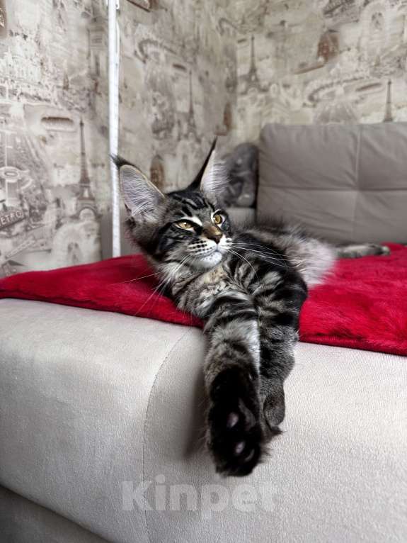 Кошки в Москве: Девочка черный мрамор Девочка, 60 000 руб. - фото 6