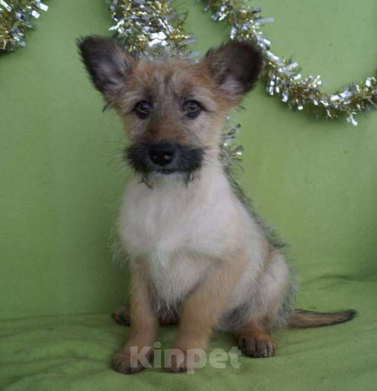 Собаки в Москве: Милые щенки — мальчишки в добрые руки. Вырастут небольшие Мальчик, 1 руб. - фото 6