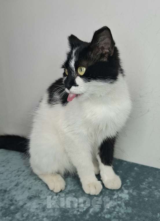 Кошки в Москве: Кошка с необычными ушками в добрые руки Девочка, Бесплатно - фото 10