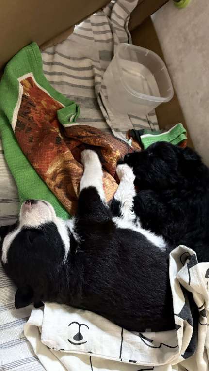 Собаки в Челябинске: Щенки в добрые руки Девочка, Бесплатно - фото 9