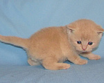Кошки в Санкт-Петербурге: шотландский кремовый котик Мальчик, 25 000 руб. - фото 1