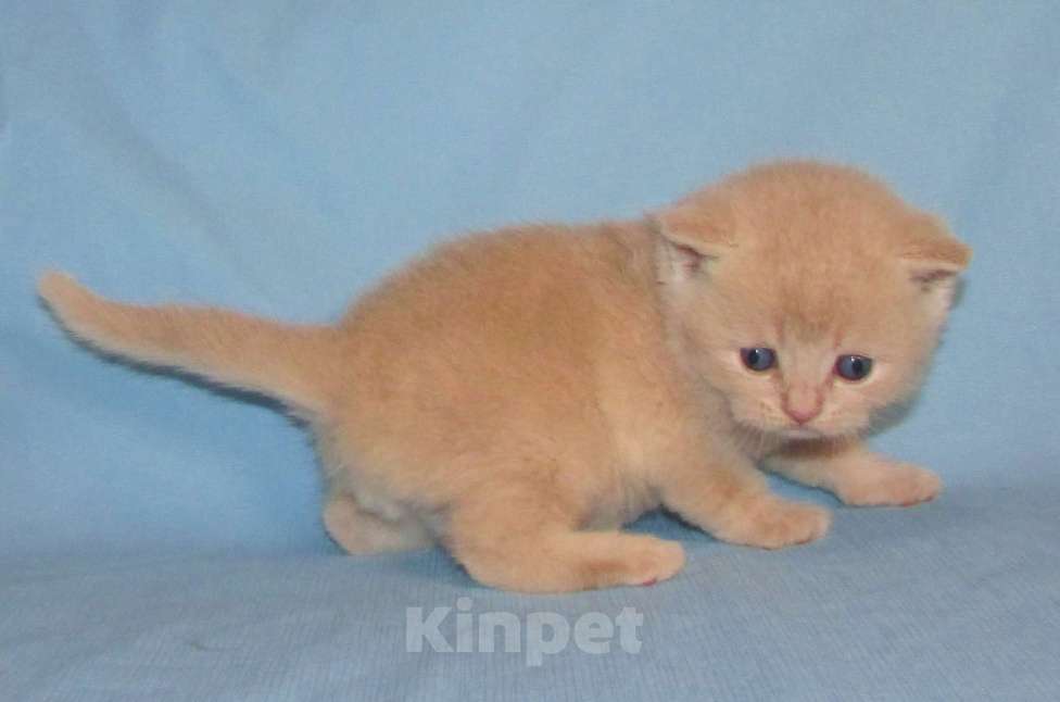 Кошки в Санкт-Петербурге: шотландский кремовый котик Мальчик, 25 000 руб. - фото 1