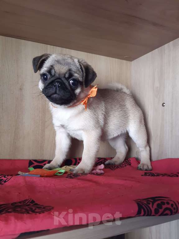 Собаки в Новосибирске: Девчушка мопса Девочка, 40 000 руб. - фото 4