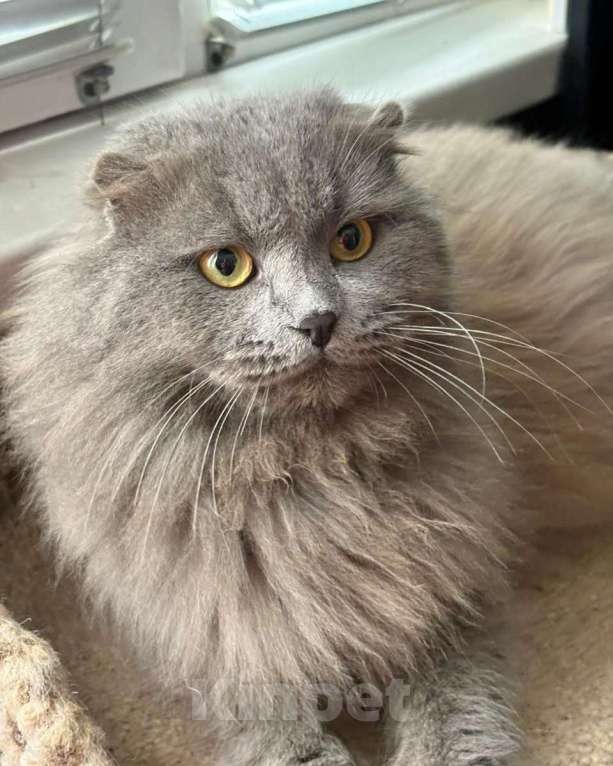 Кошки в Москве: Трюфель ищет дом Мальчик, Бесплатно - фото 2