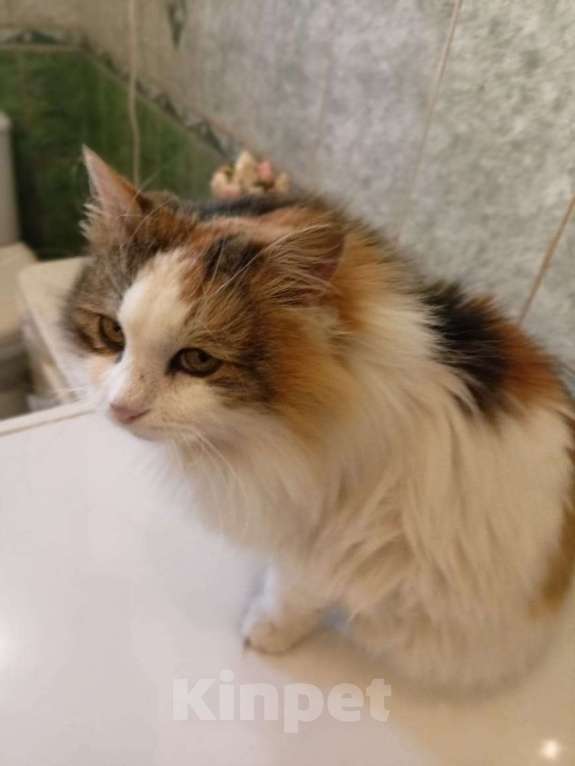 Кошки в Калуге: Кошка Девочка, Бесплатно - фото 1