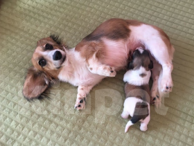 Собаки в Москве: Такса мини/ кролик пайболд длинношерстный мальчик Мальчик, 85 000 руб. - фото 4