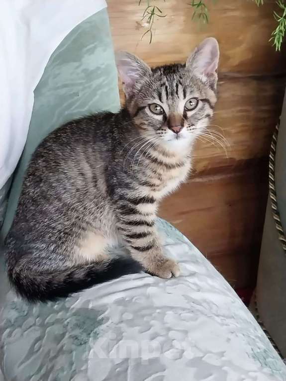 Кошки в других городах Краснодарского края: Серый  Мальчик, Бесплатно - фото 3