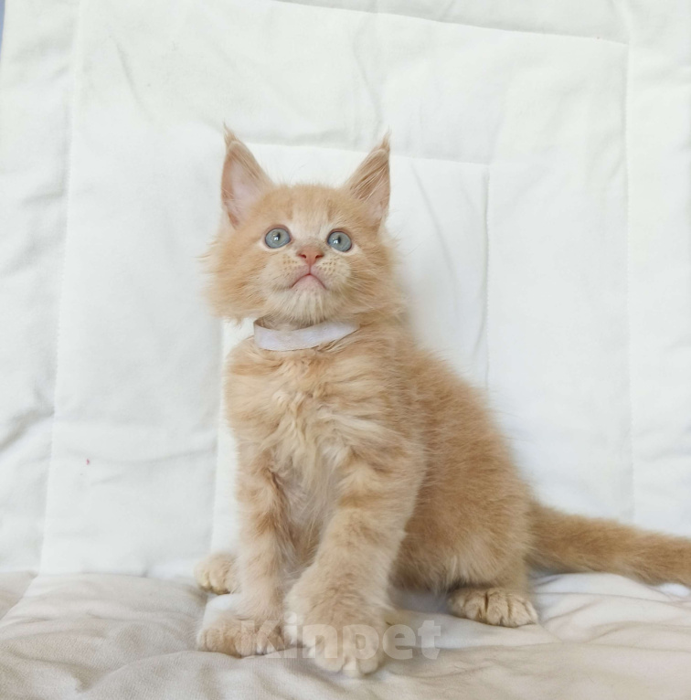 Кошки в Москве: Мейн-Кун полидакт Мальчик Мальчик, 90 000 руб. - фото 2